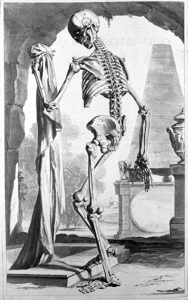 This image has an empty alt attribute; its file name is Skeleton_from_-Anatomia_Humani_Corporis-_1685_Wellcome_L0011925-642x1024.jpg